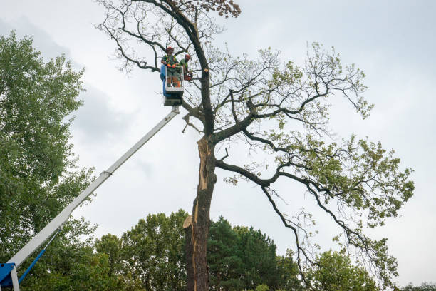 Conroe, TX Tree Care Company